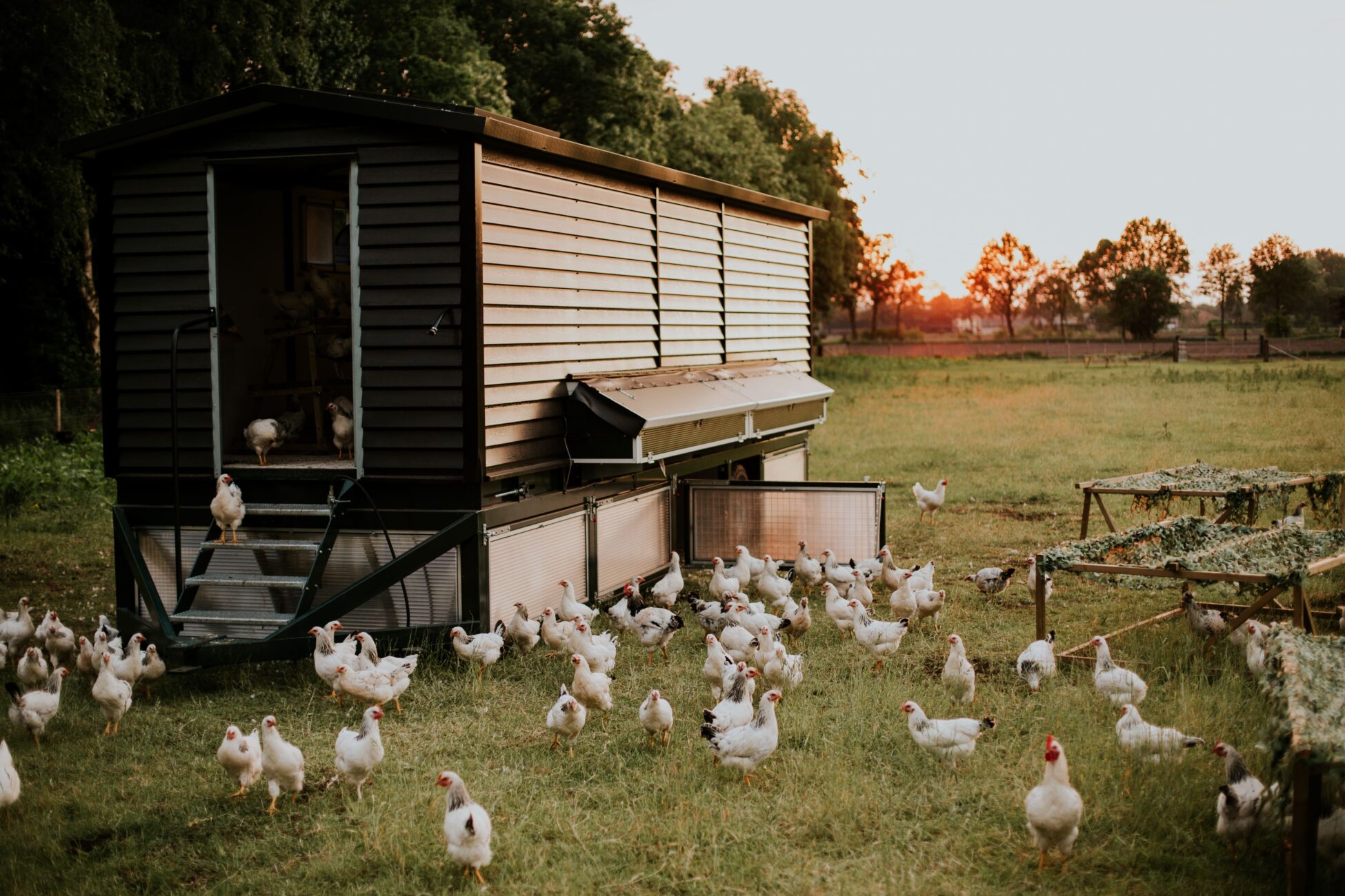 GeluksVogel mobiele kippenkar - De kippen hebben steeds een nieuw stukje landgoed om op te grazen.